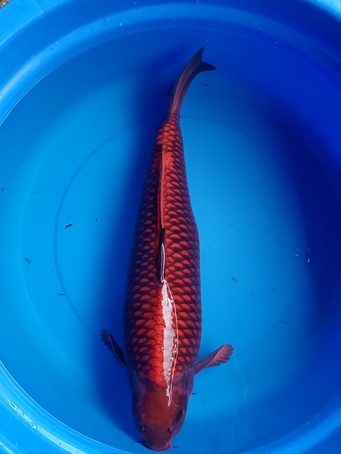 E. Kamboja Prize 56 - 60 cm