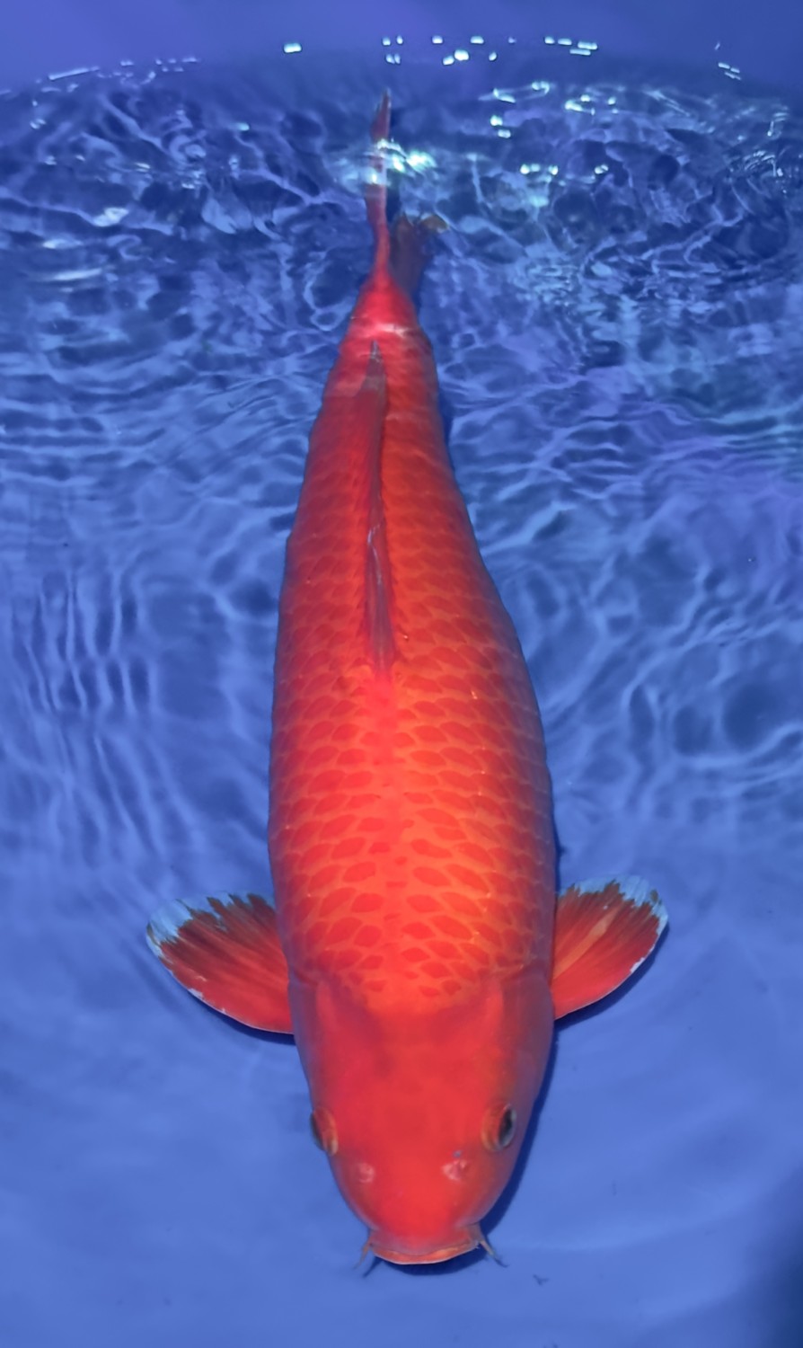 E. Kamboja Prize 51 - 55 cm
