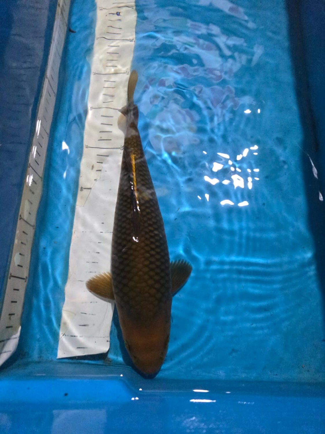 E. Kamboja Prize 26 - 30 cm