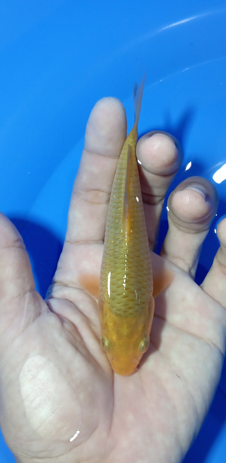 Juara 1