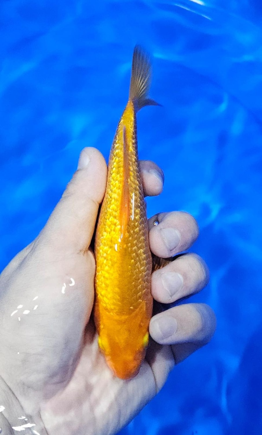 Juara 1