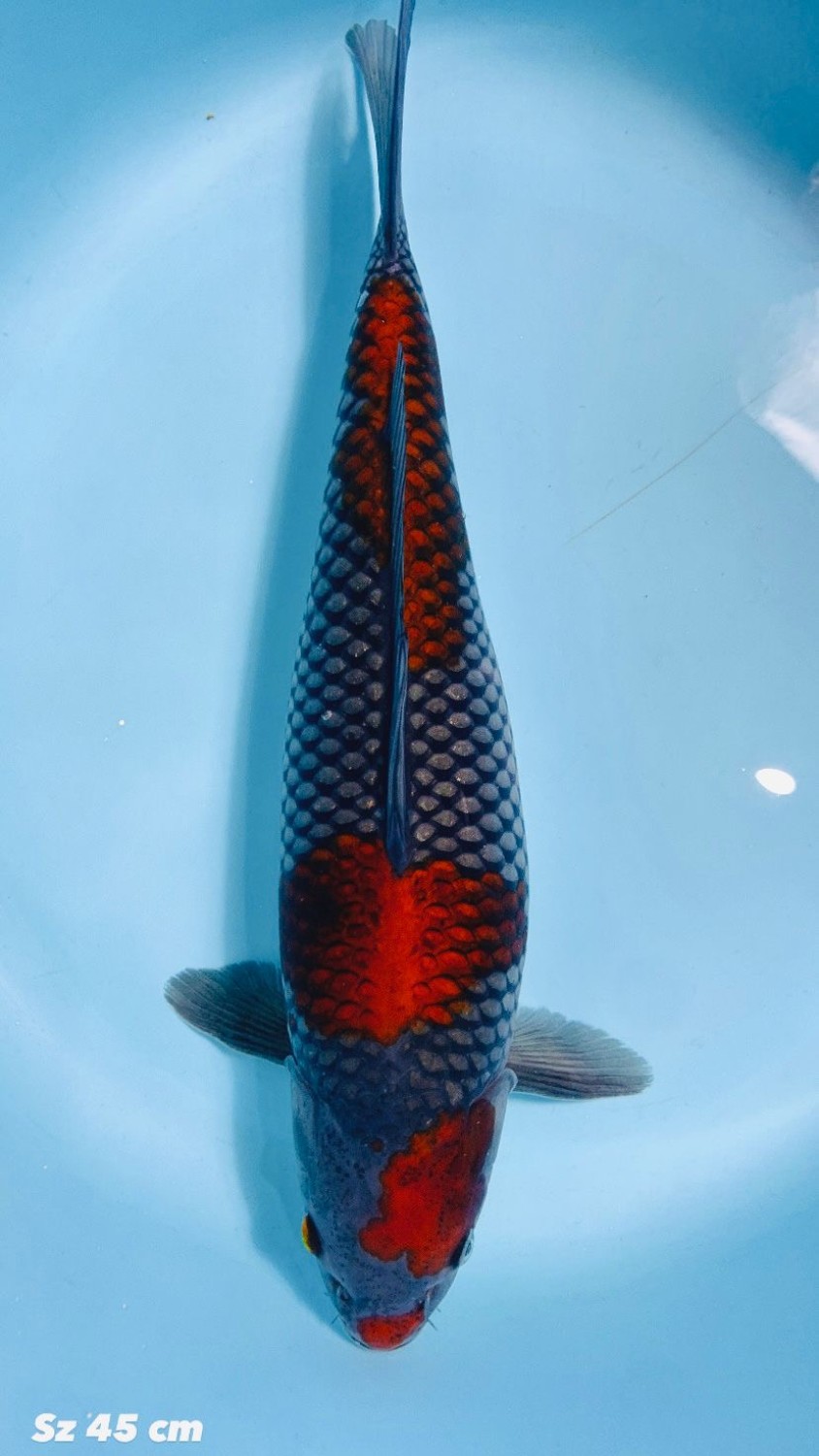 Juara 1