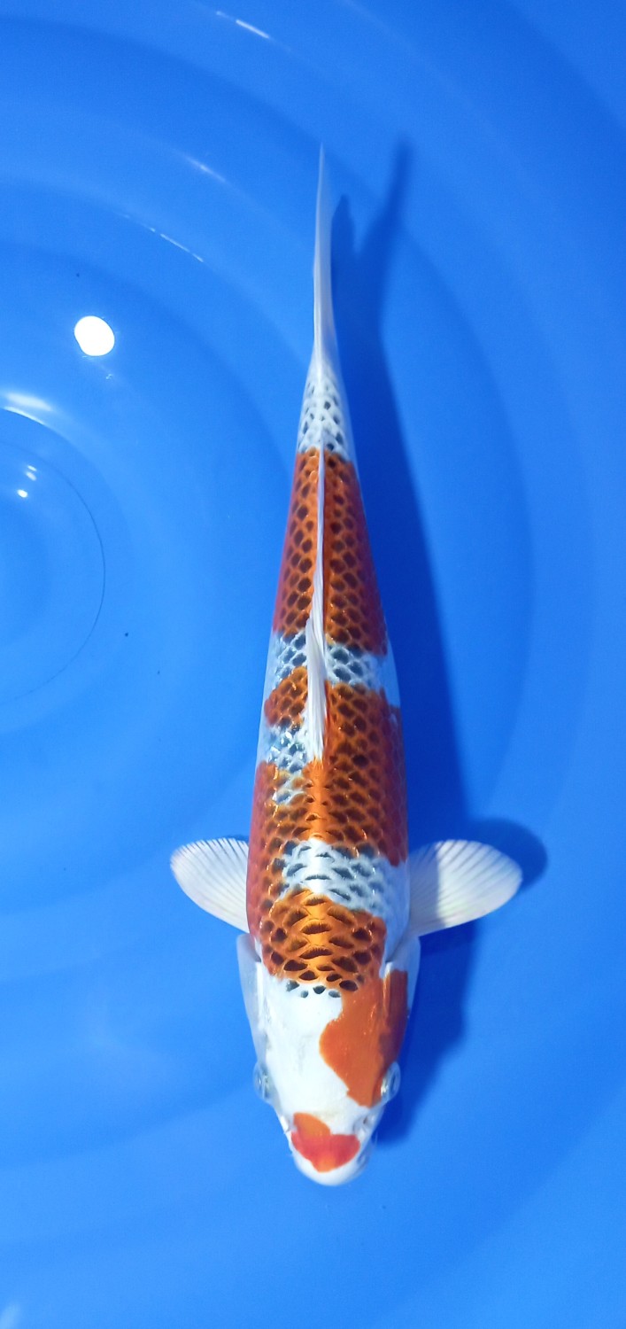 B. Melati Prize 31 - 35 cm