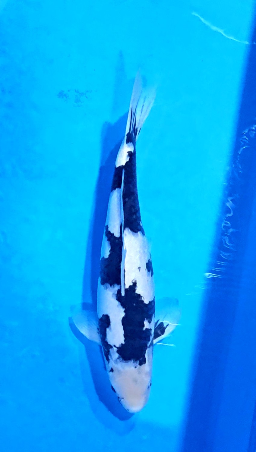 Juara 1