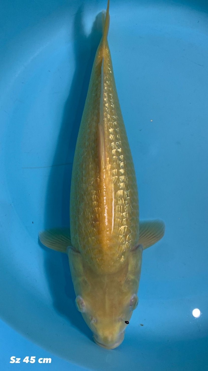 Juara 2