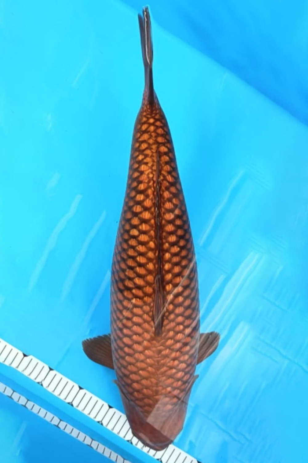E. Kamboja Prize 61 - 65 cm