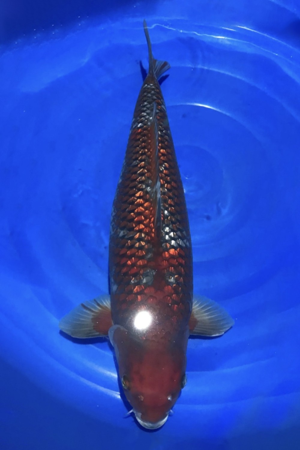 C. Anggrek Prize 66 - 70 cm