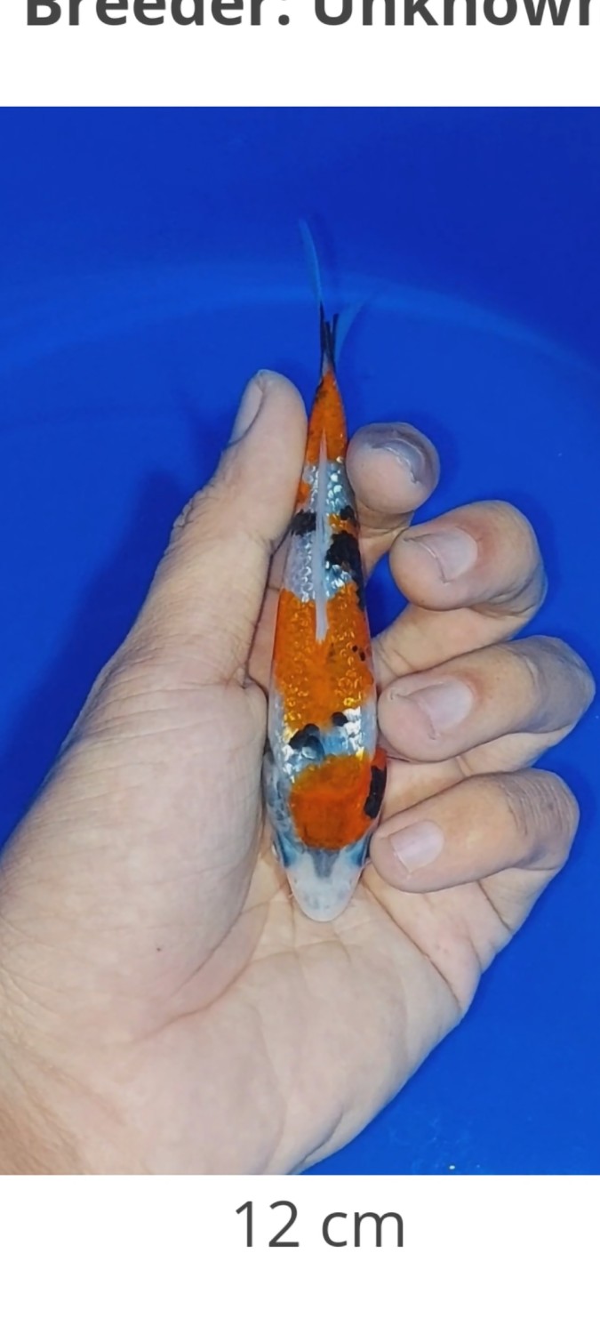 Juara 3