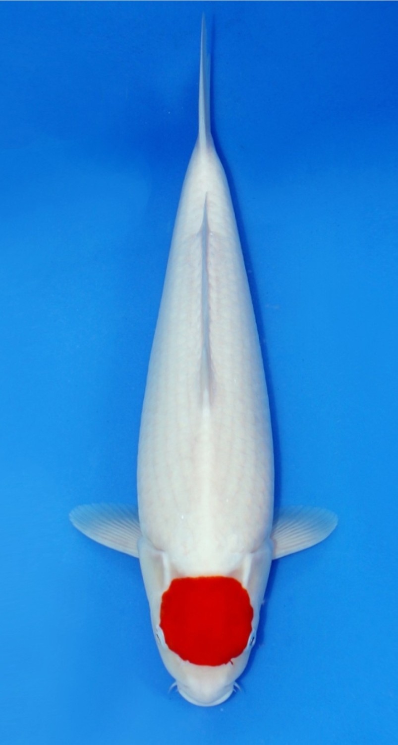 Juara 1