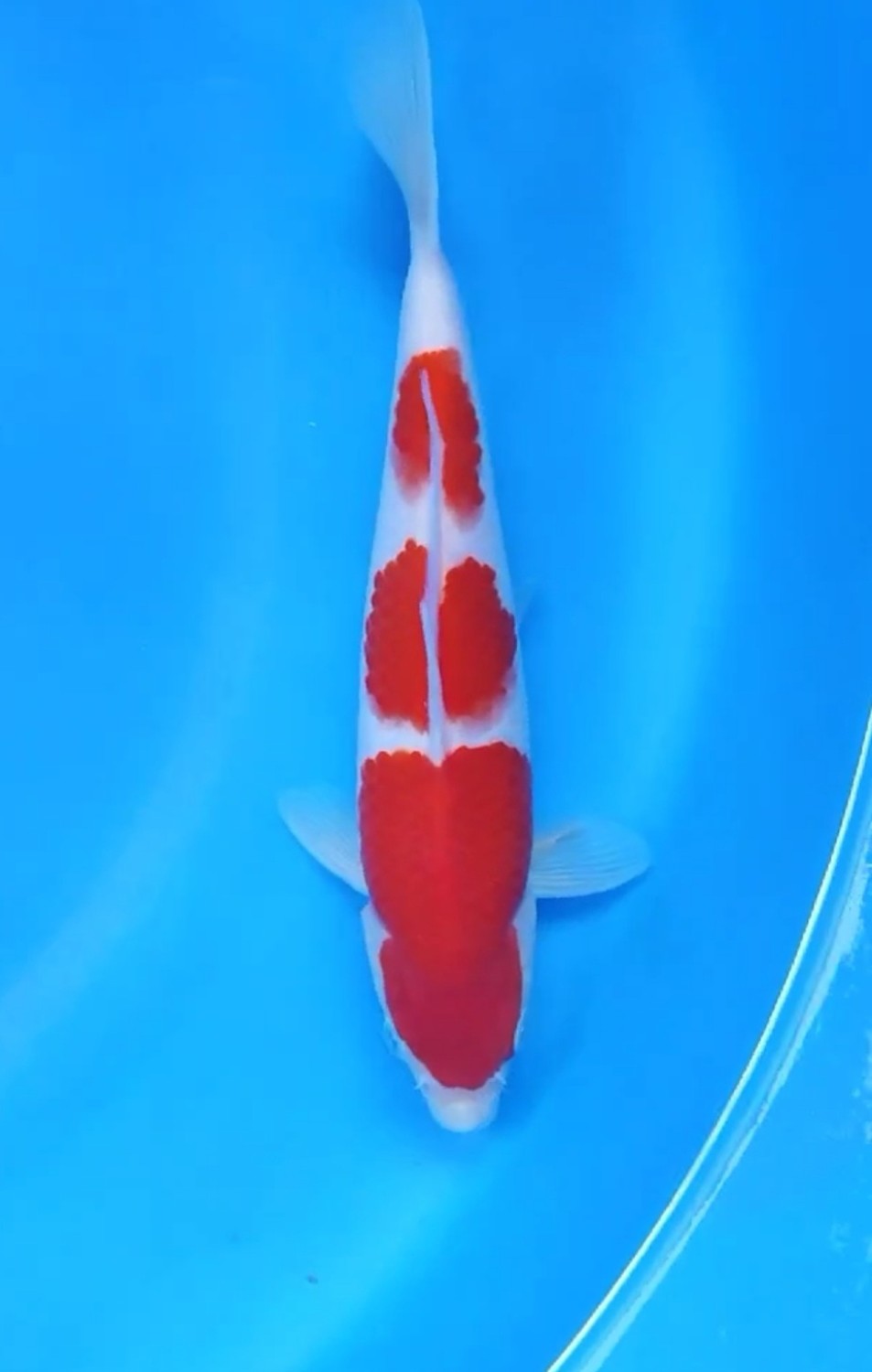 Juara 1