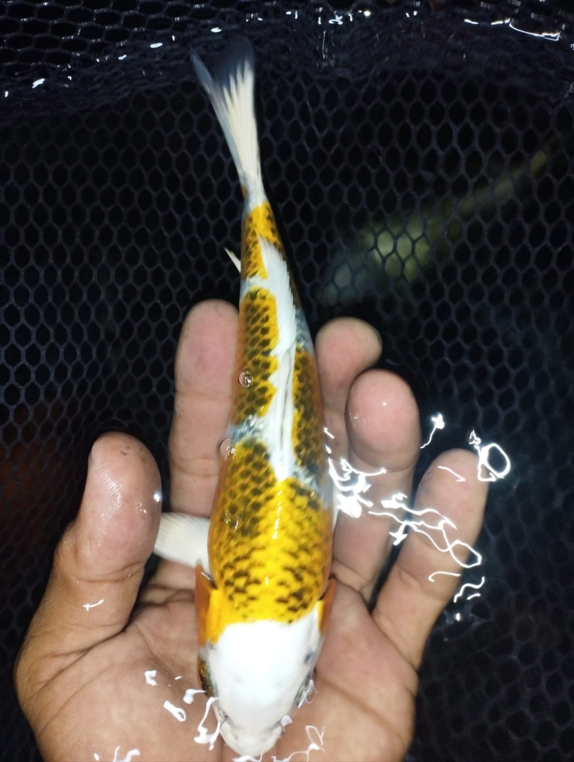 Juara 3