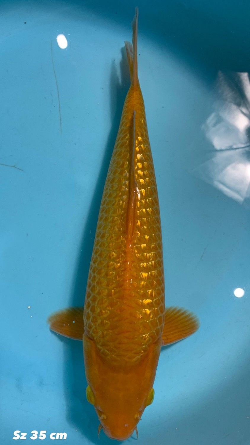 Juara 1