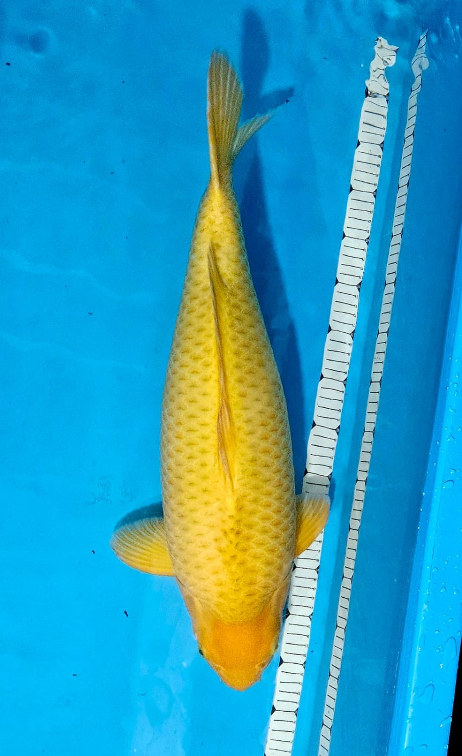 Juara 1