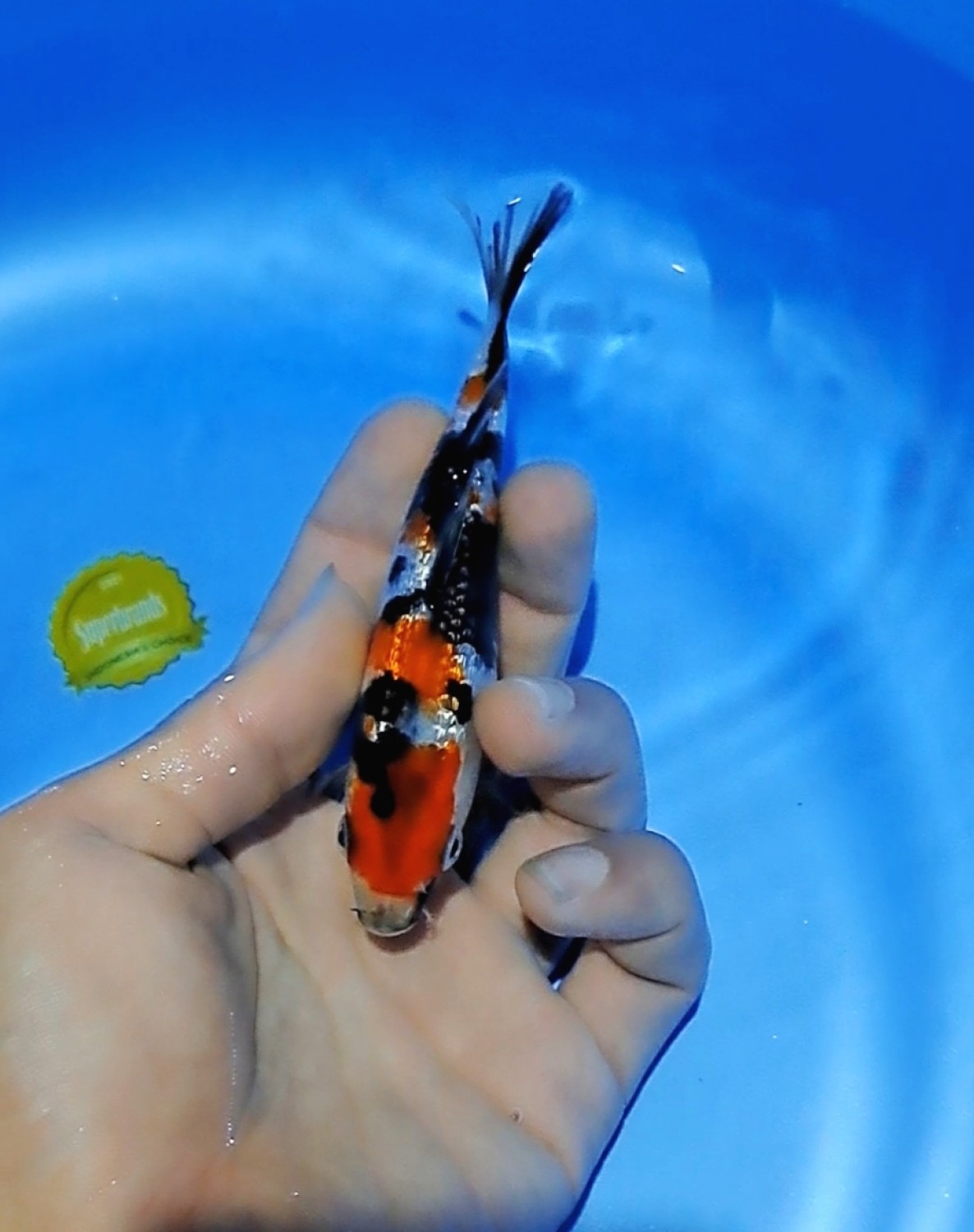 B. Melati Prize Up To 12 cm
