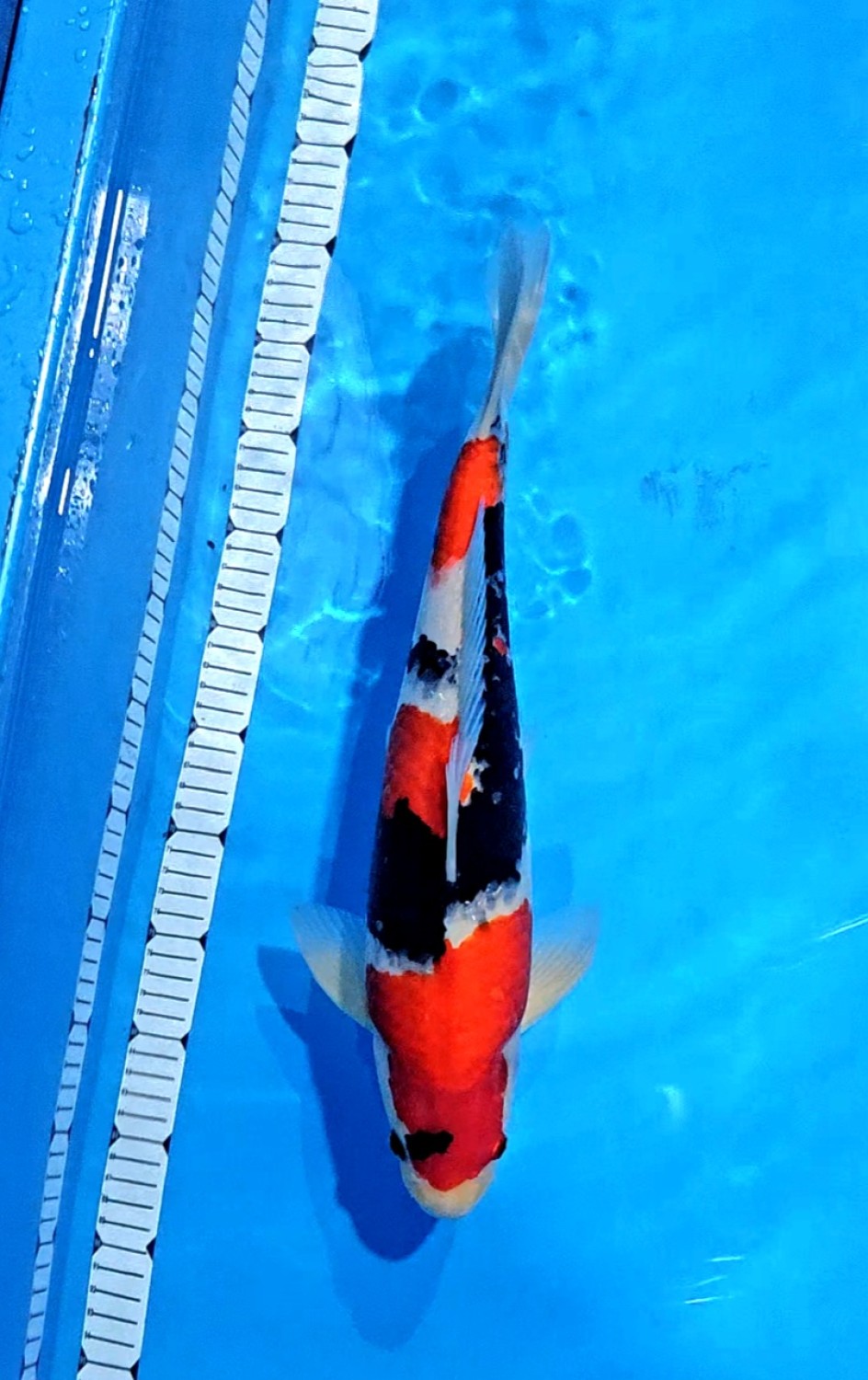 Juara 2