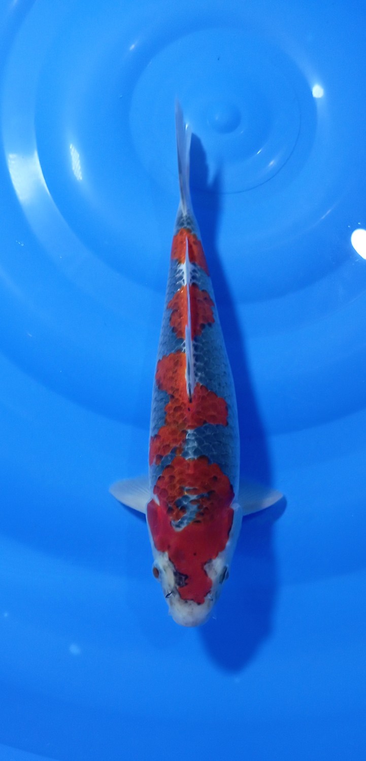 Juara 1