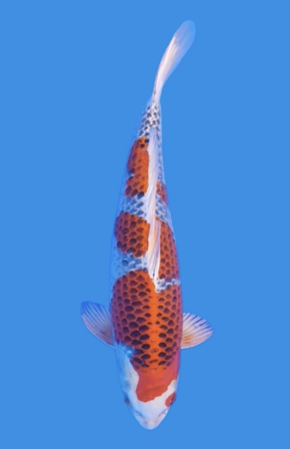 B. Melati Prize 36 - 40 cm