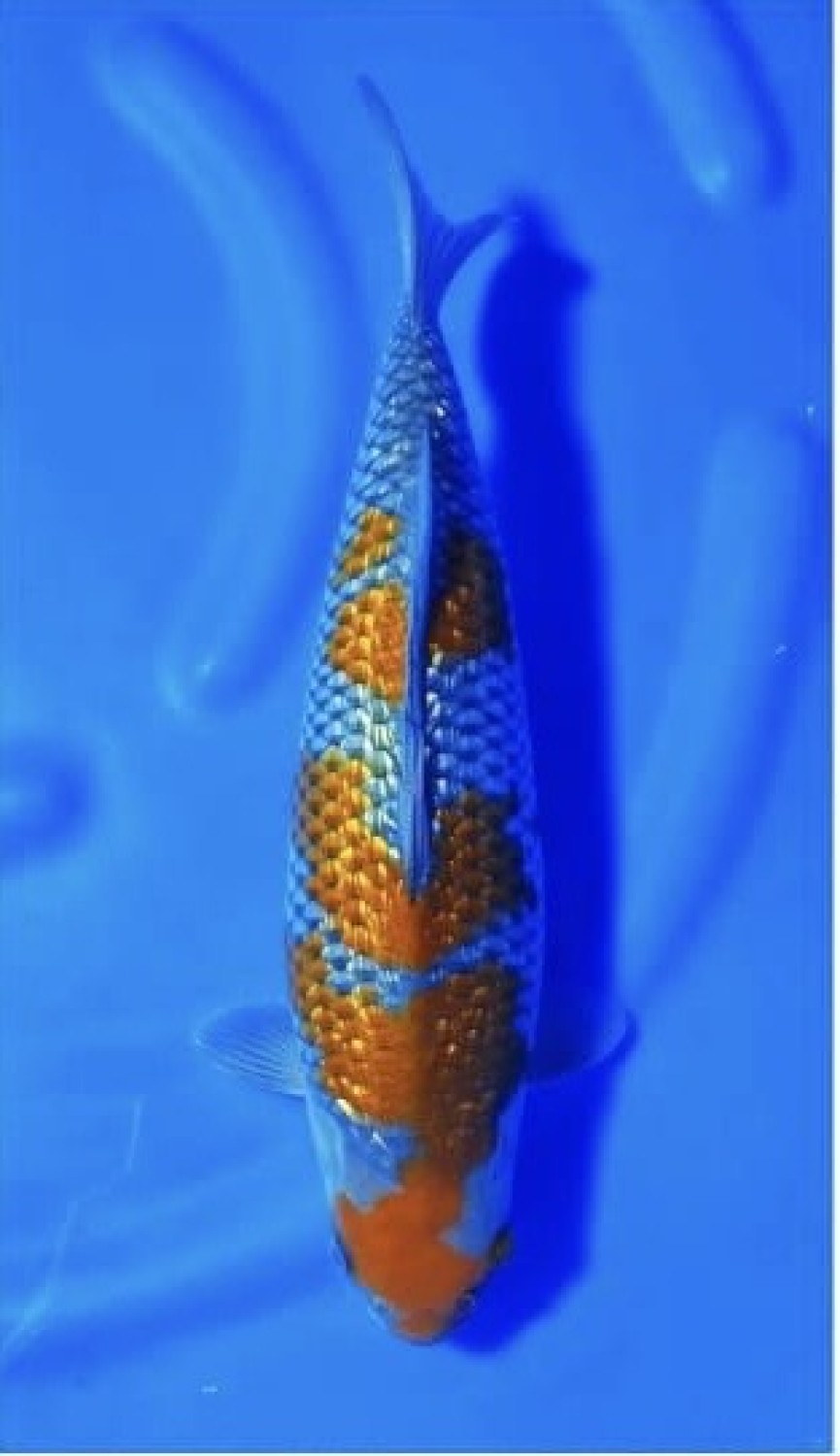 C. Anggrek Prize 46 - 50 cm