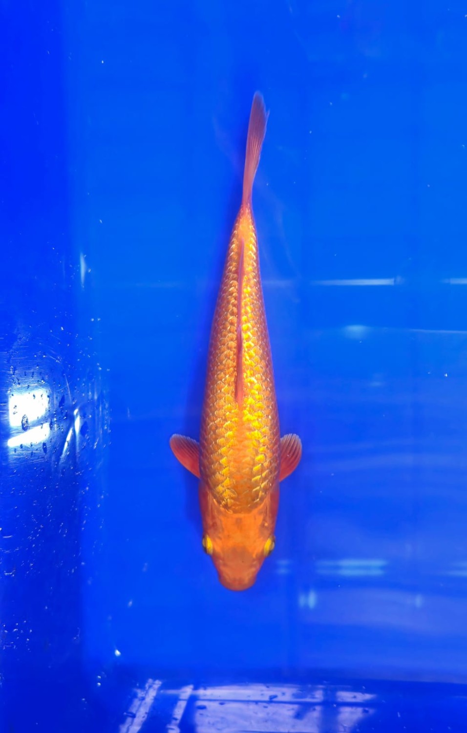 E. Kamboja Baby Champion 1