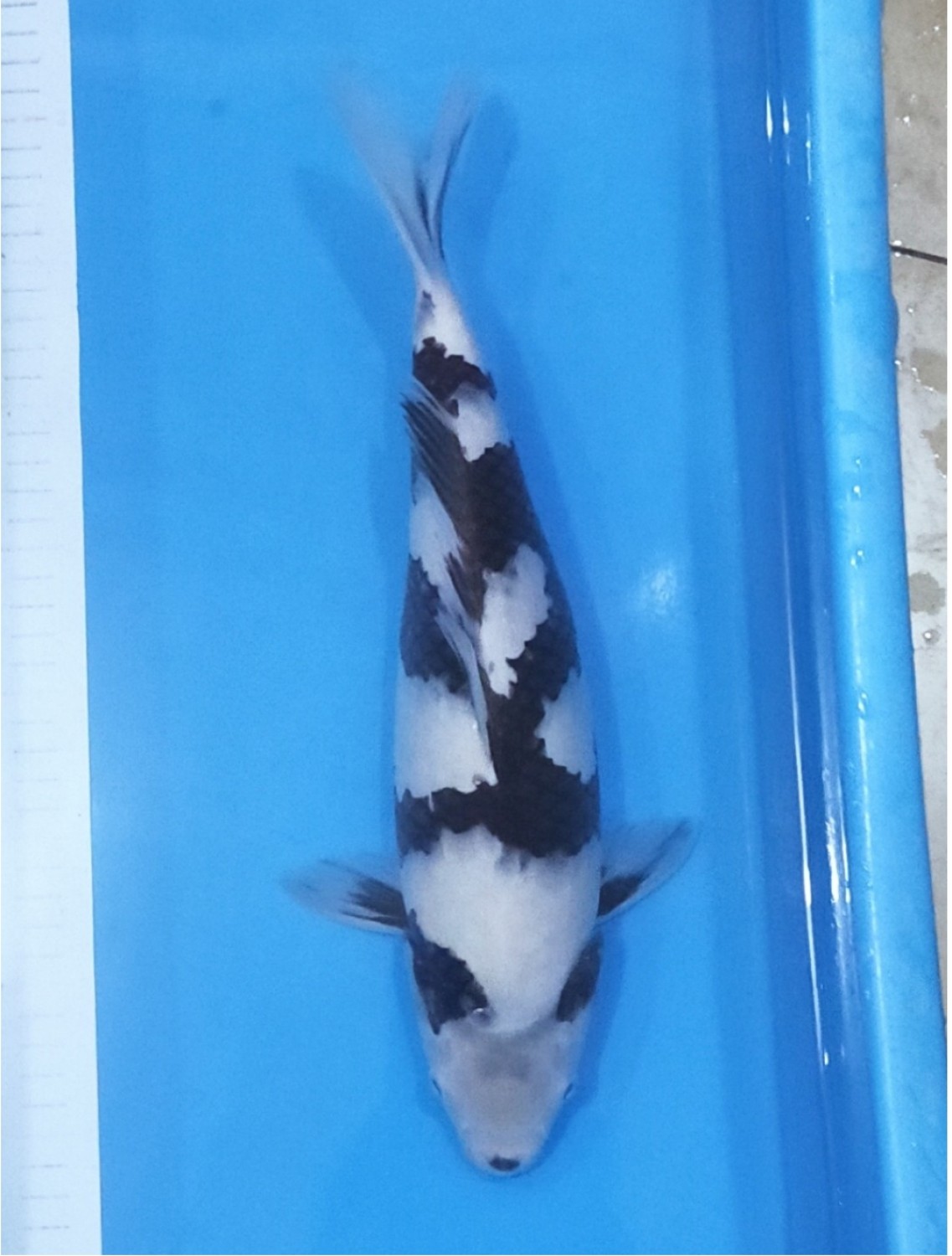 Juara 2