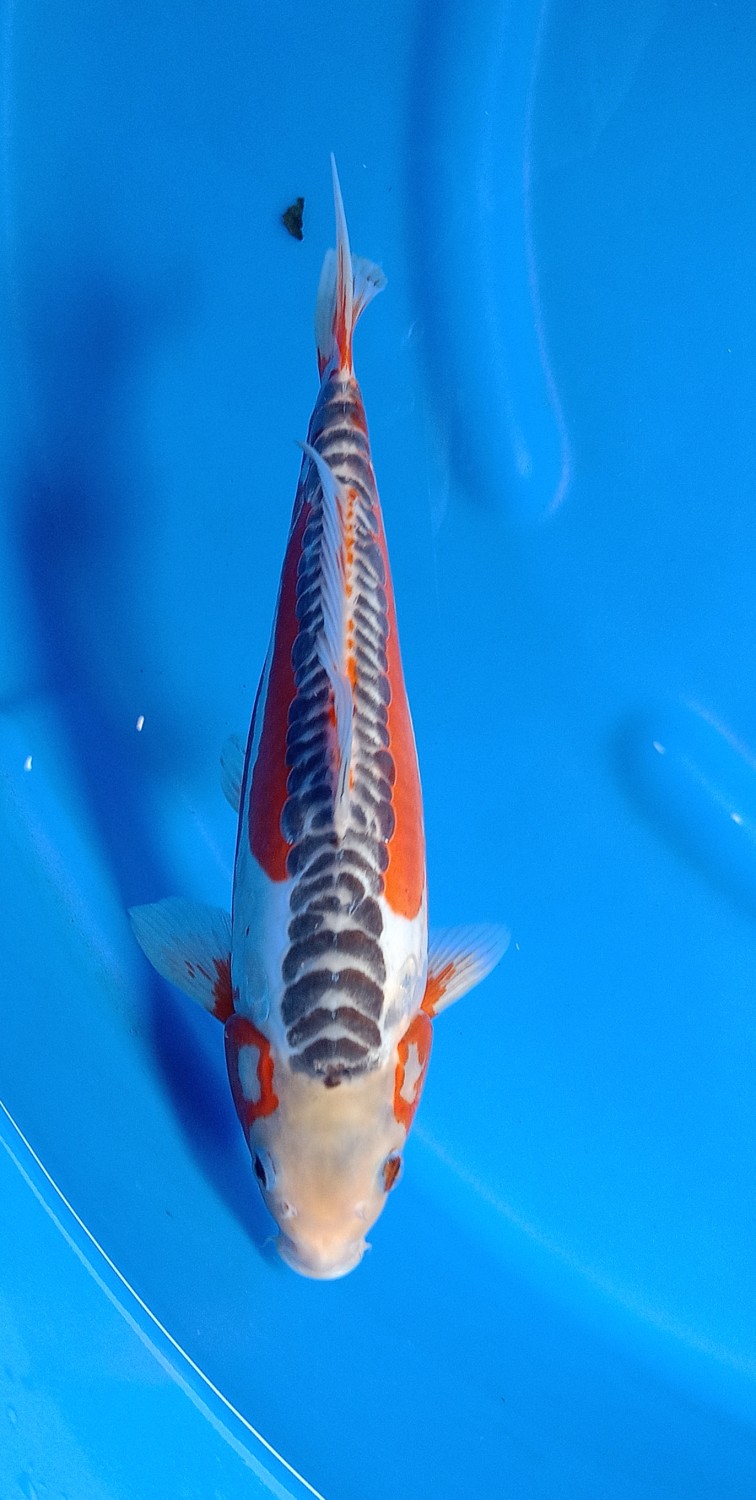 Juara 1