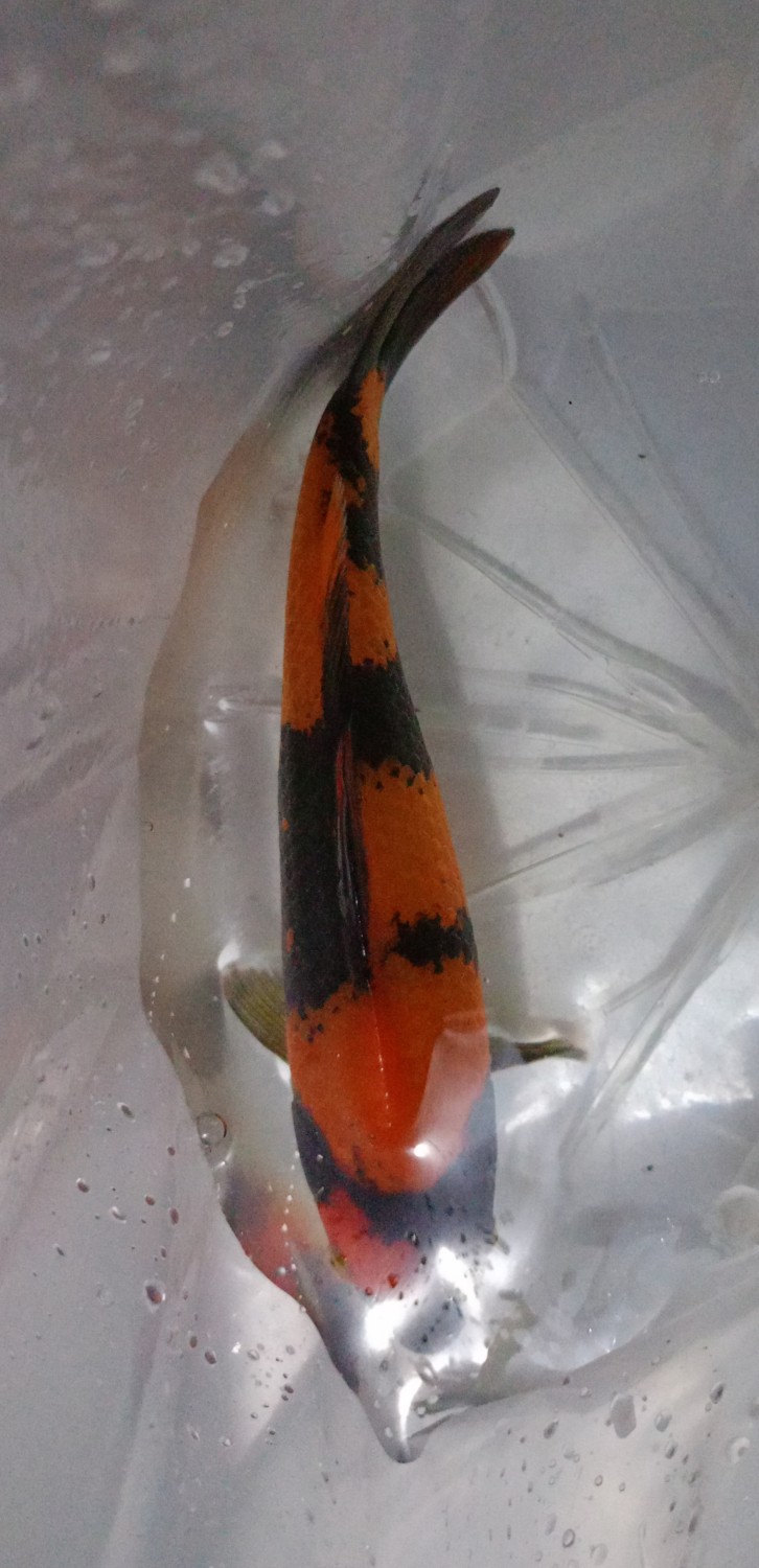 Juara 1