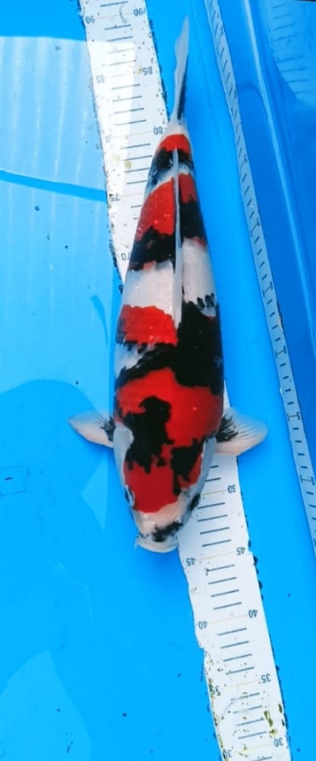 A. Junior Champion