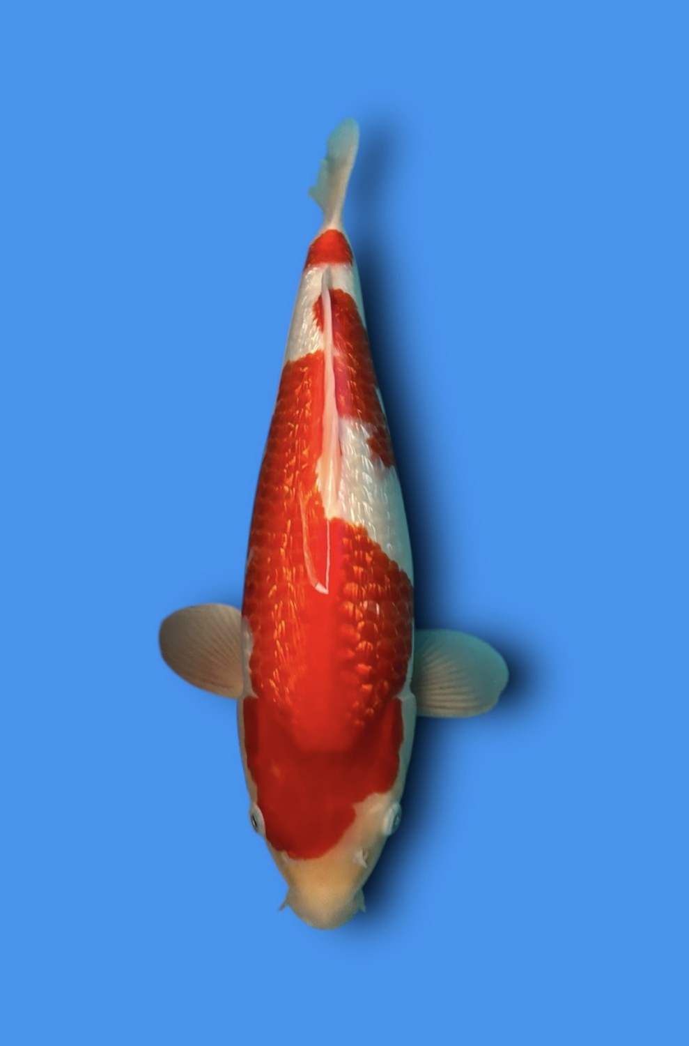 Juara 4