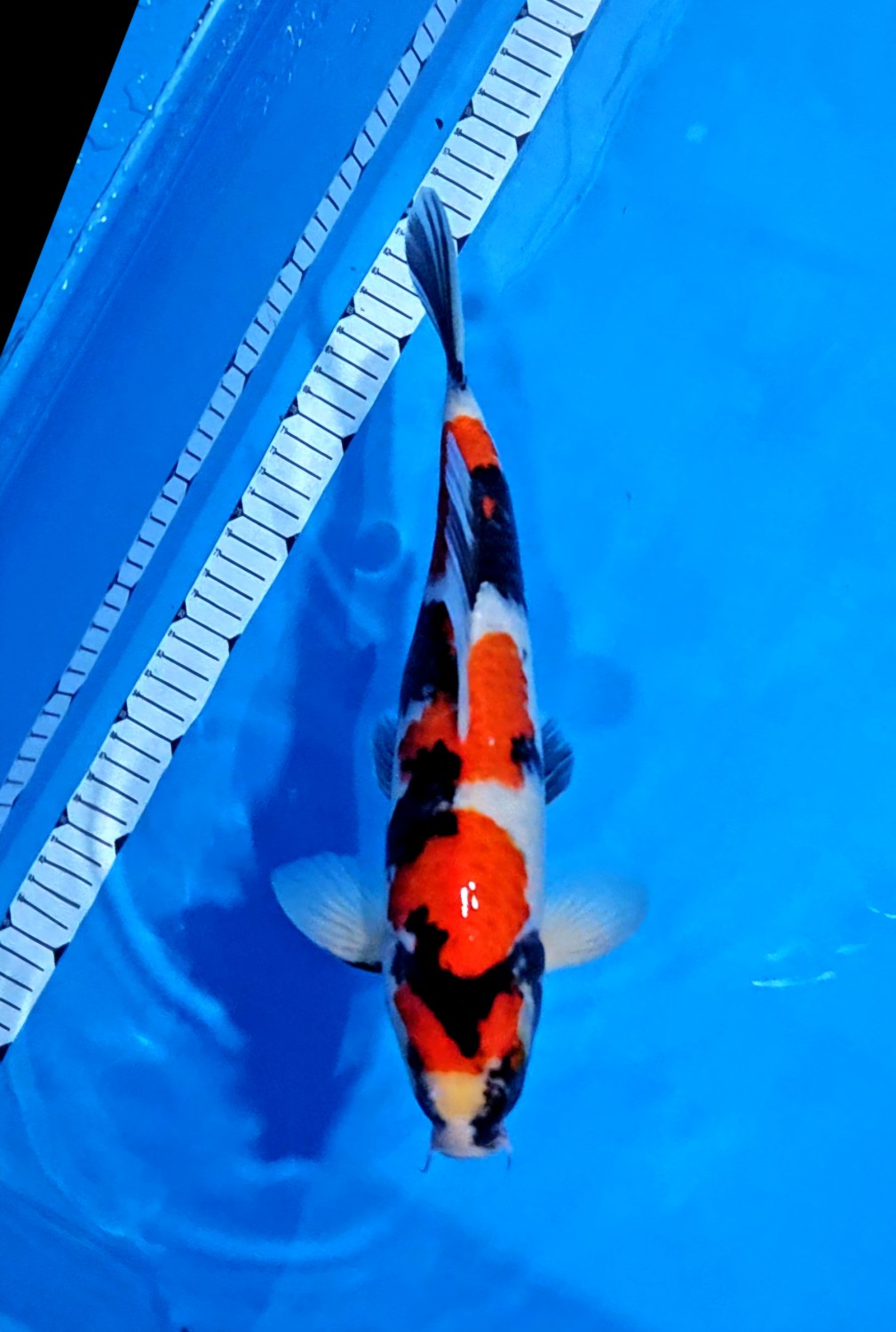 Juara 1