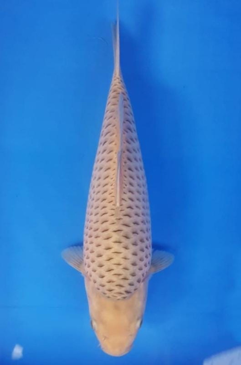 E. Kamboja Prize 36 - 40 cm