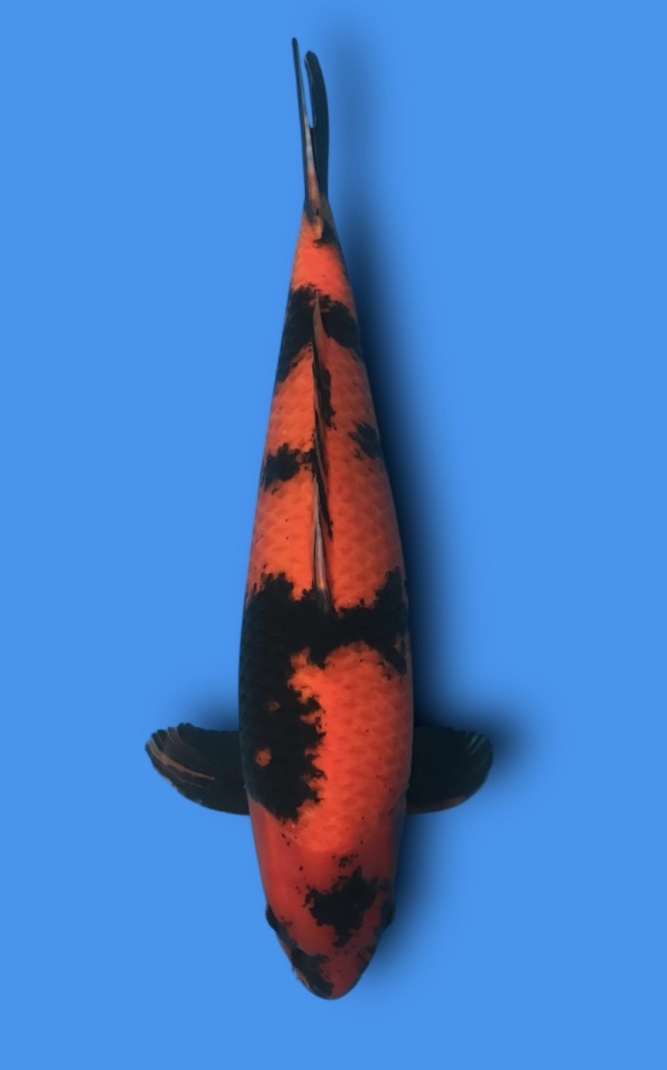 Juara 1