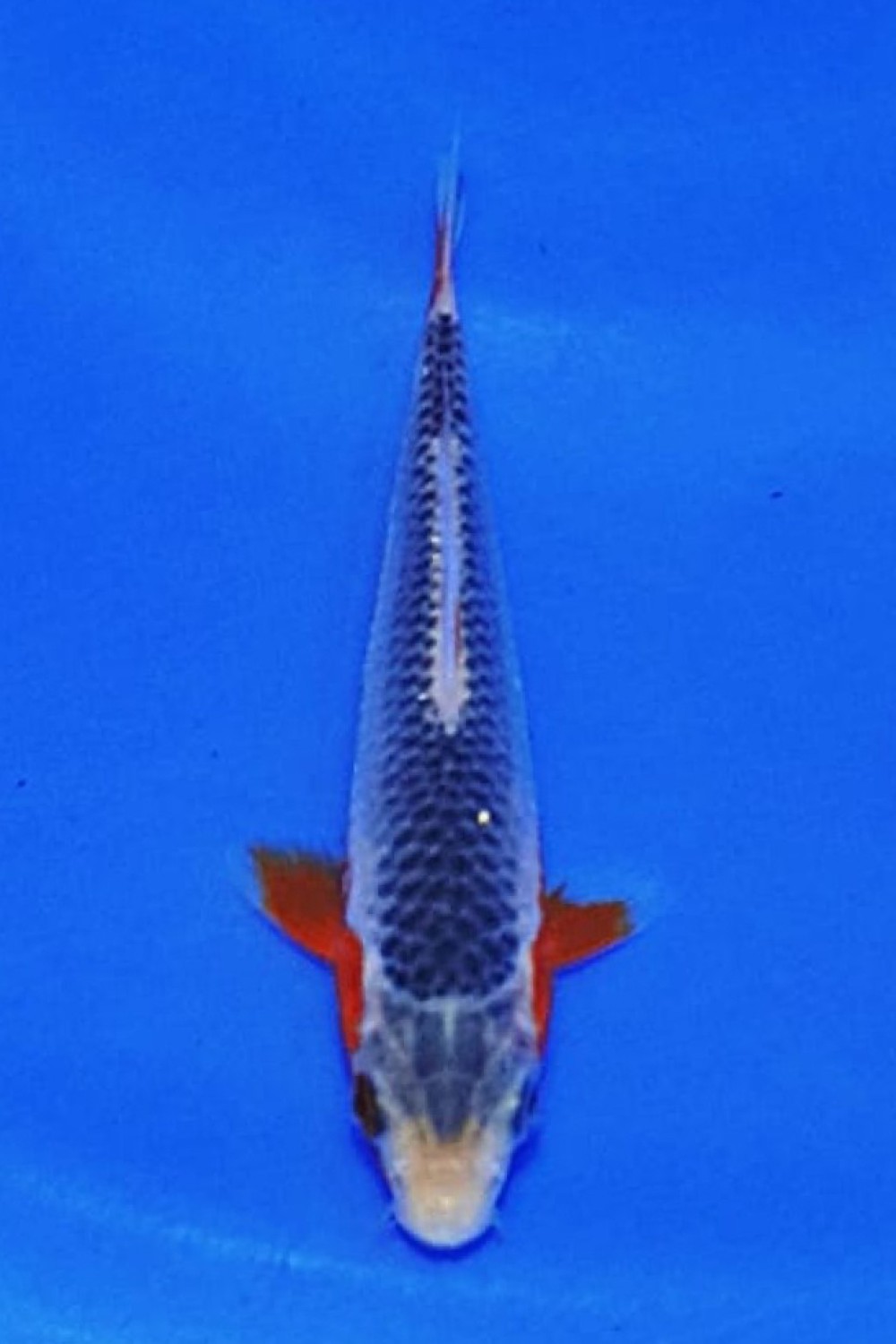 Juara 1