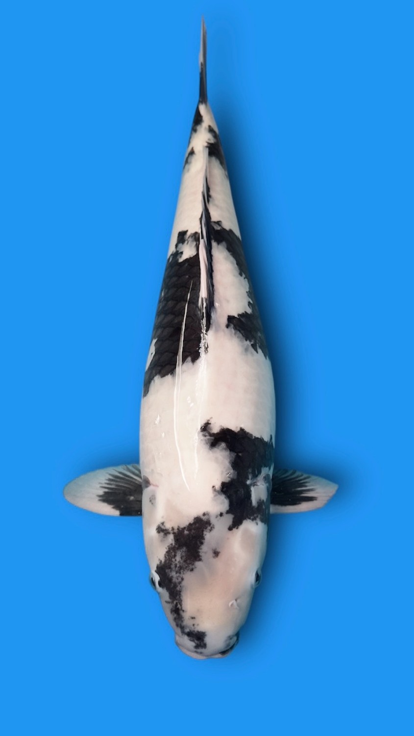 B. Melati Prize 61 - 65 cm