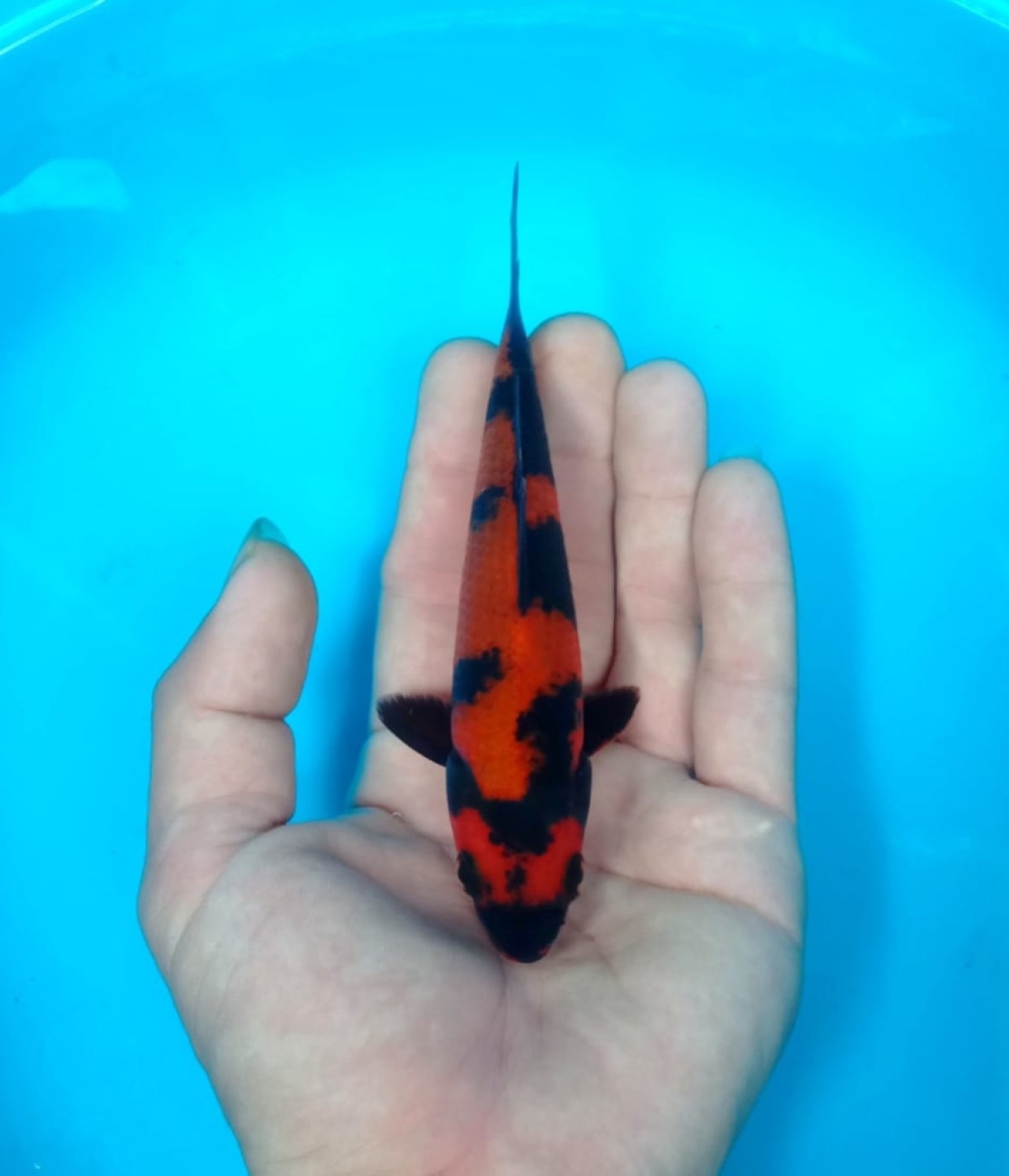 D. Cempaka Prize 13 - 15 cm