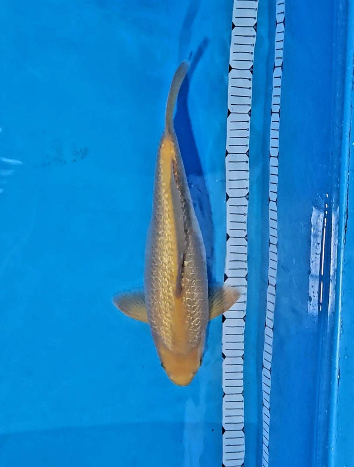 E. Kamboja Junior Champion