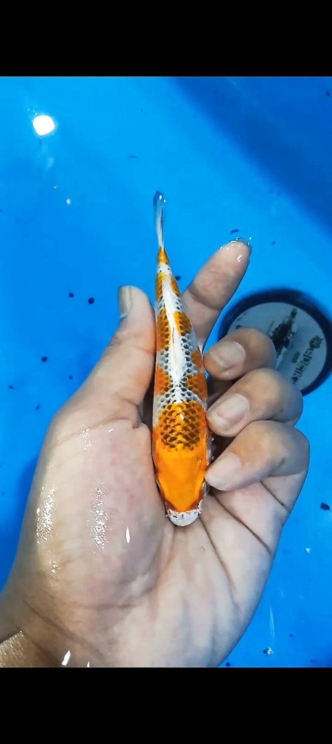 Juara 1
