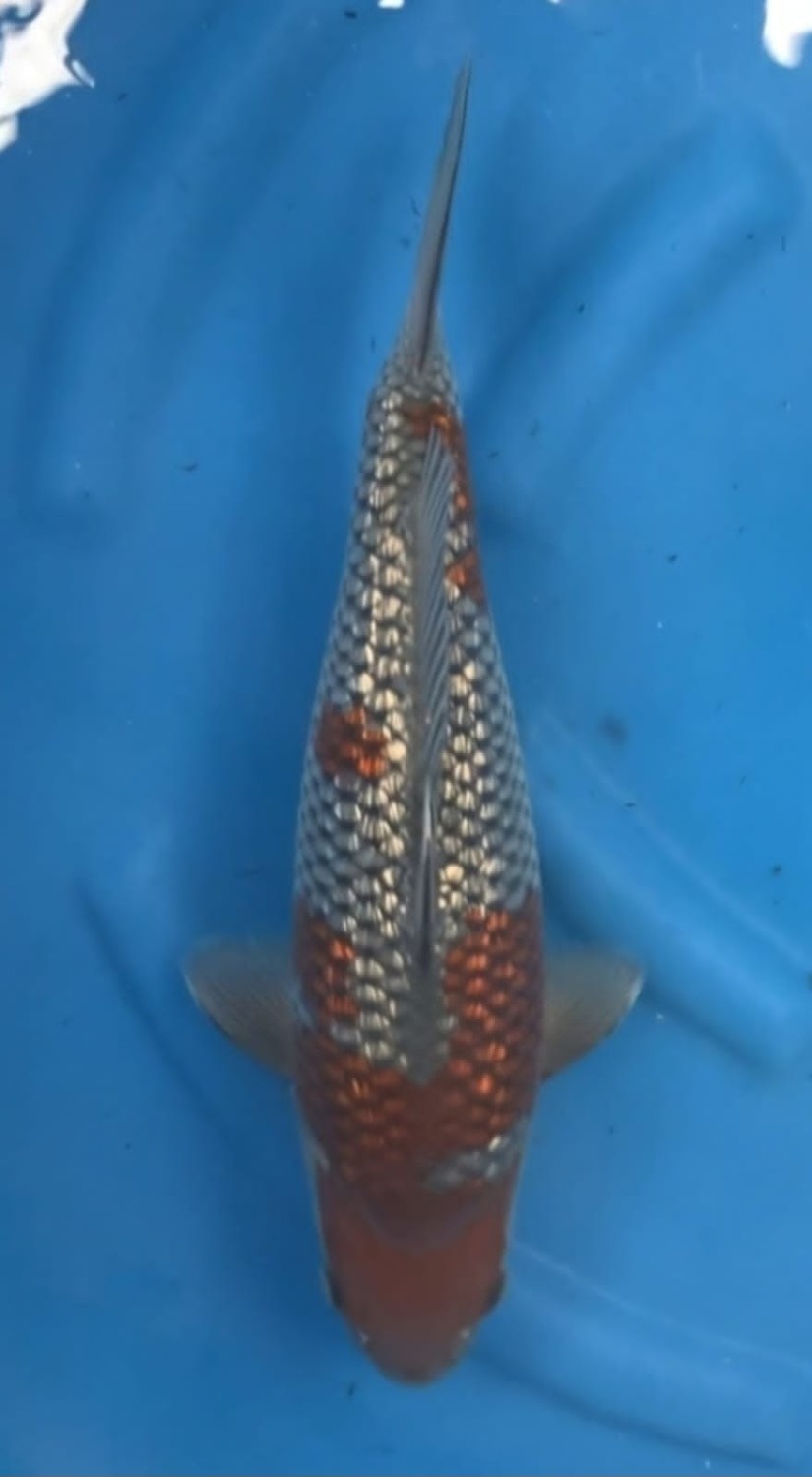 Juara 1