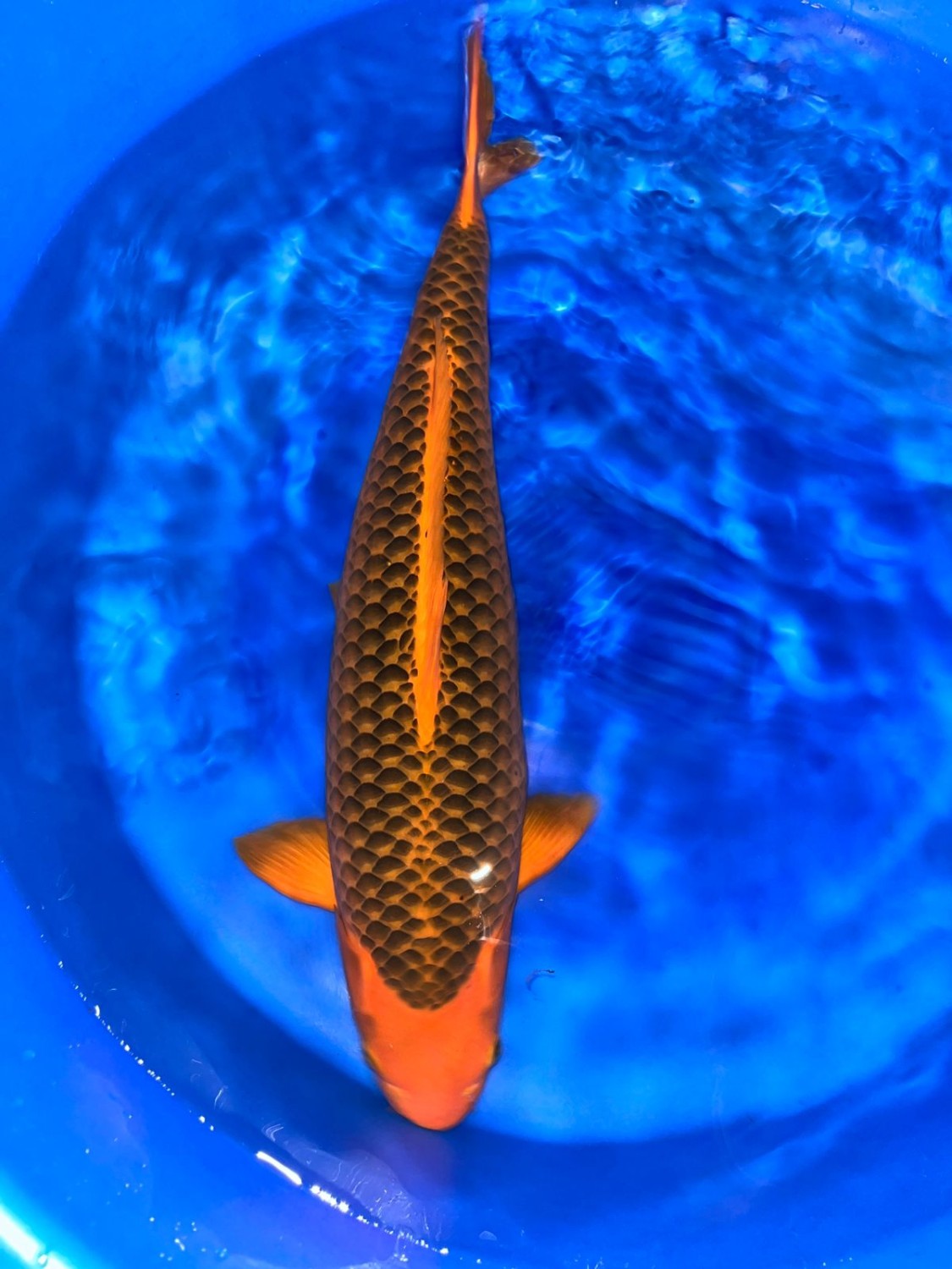 E. Kamboja Adult Champion
