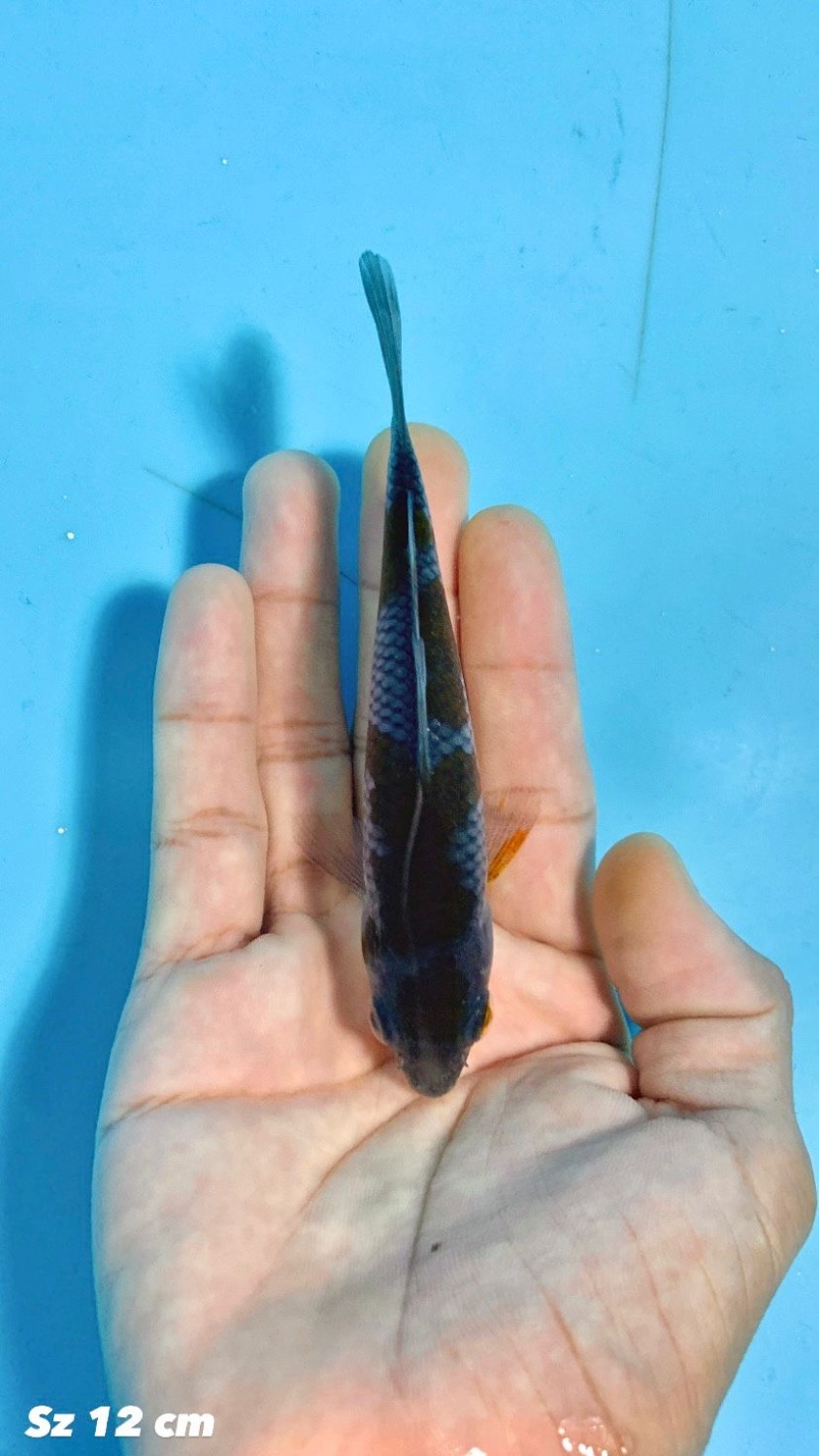 Juara 3