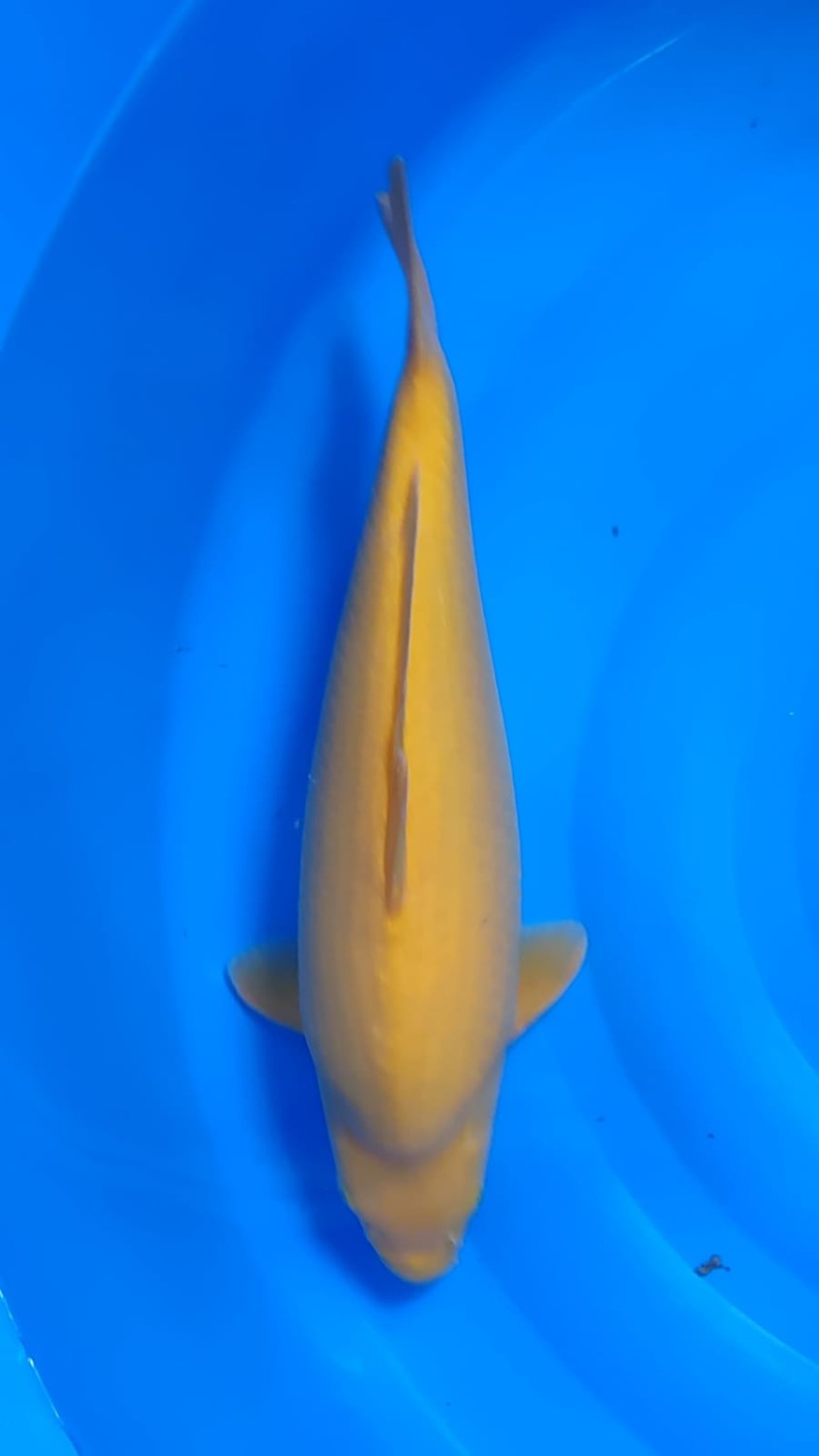 Juara 2