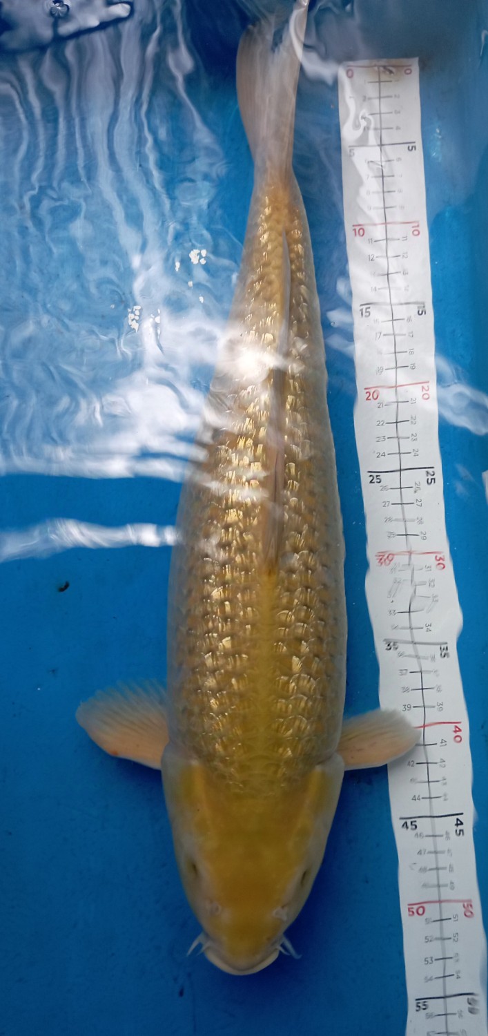 Juara 1