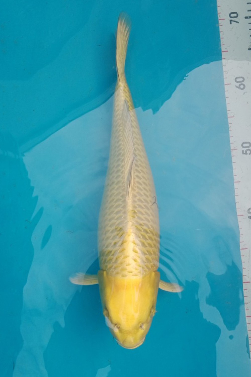 Juara 1