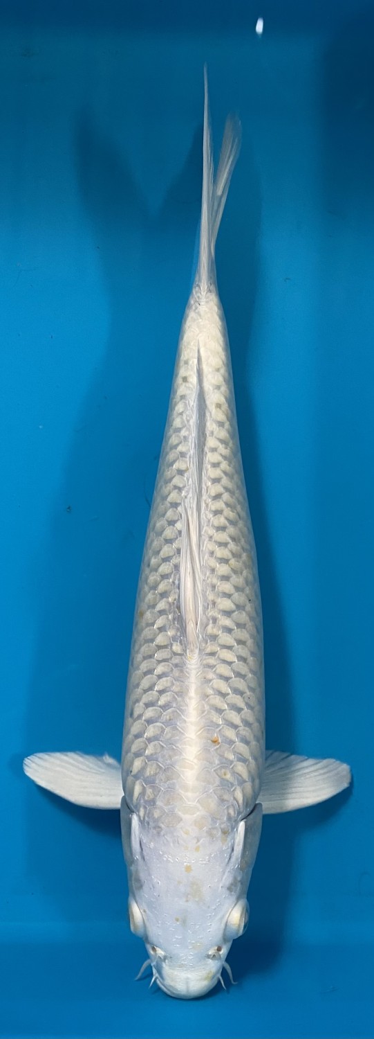 Juara 2