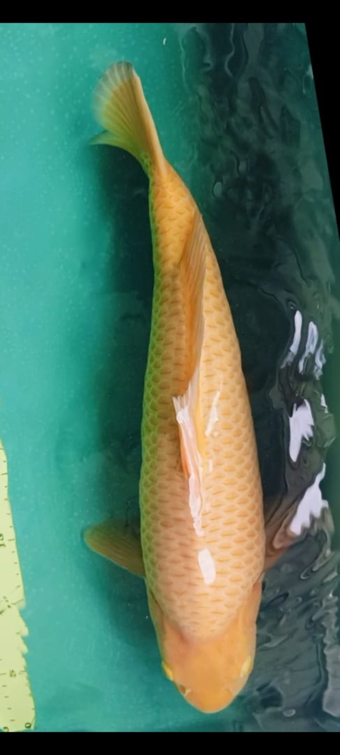 Juara 2