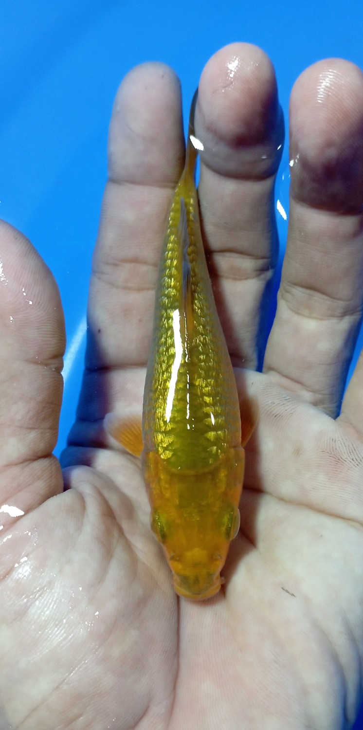 E. Kamboja Prize Up To 12 cm
