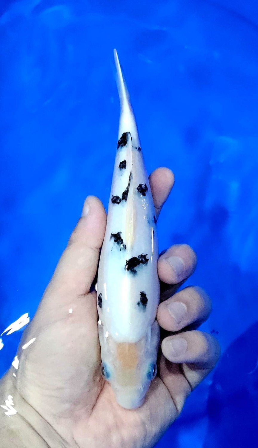 Juara 5