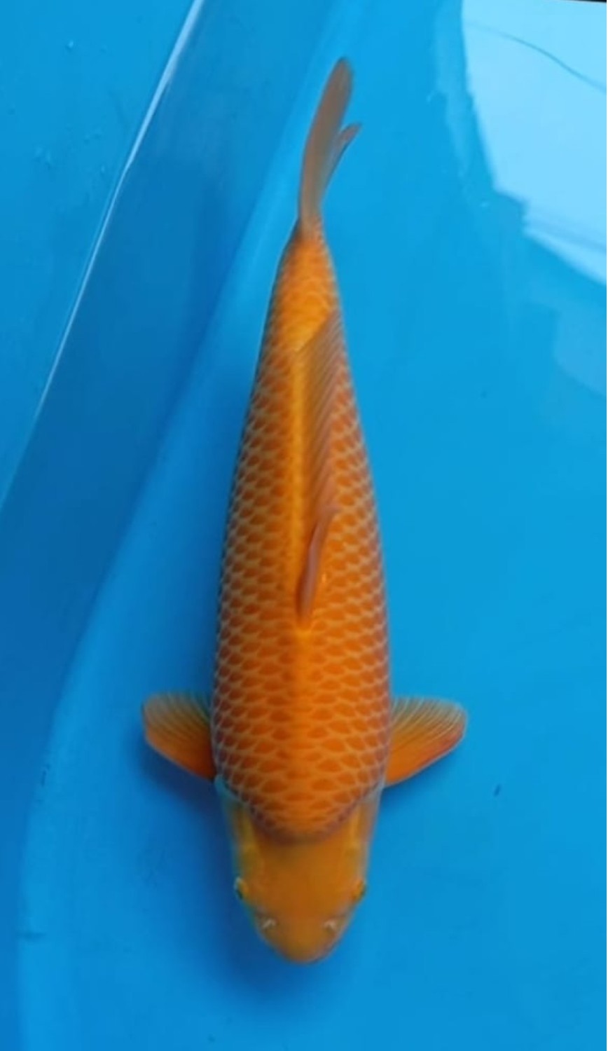 Juara 1