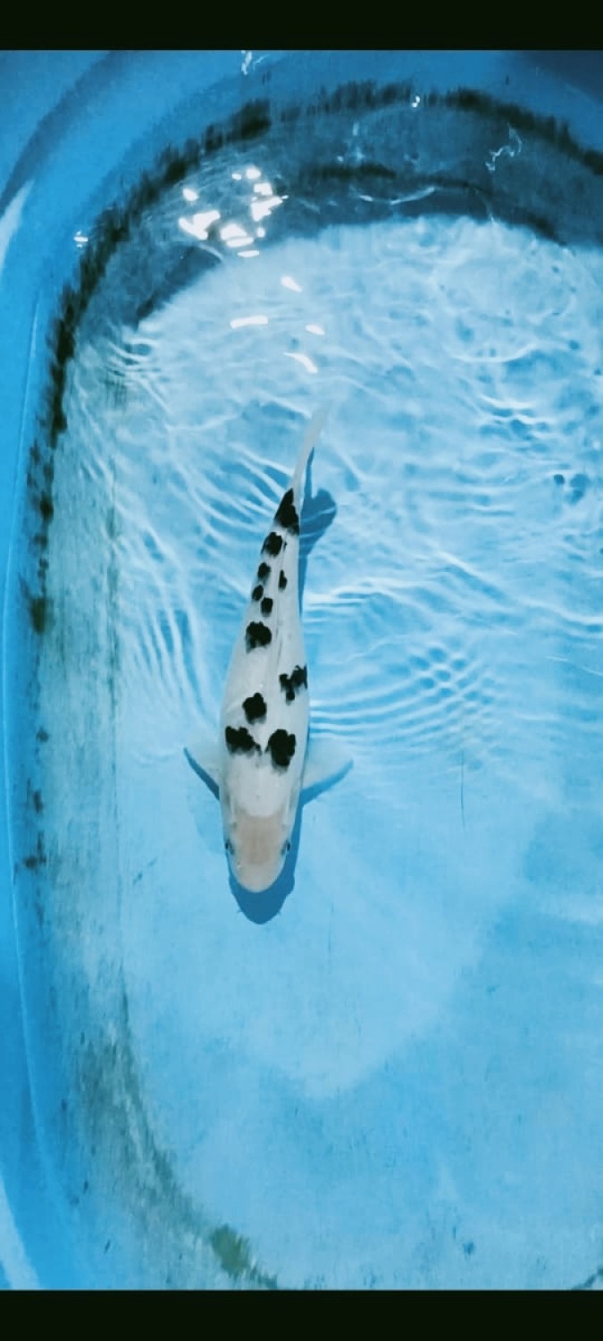 Juara 2