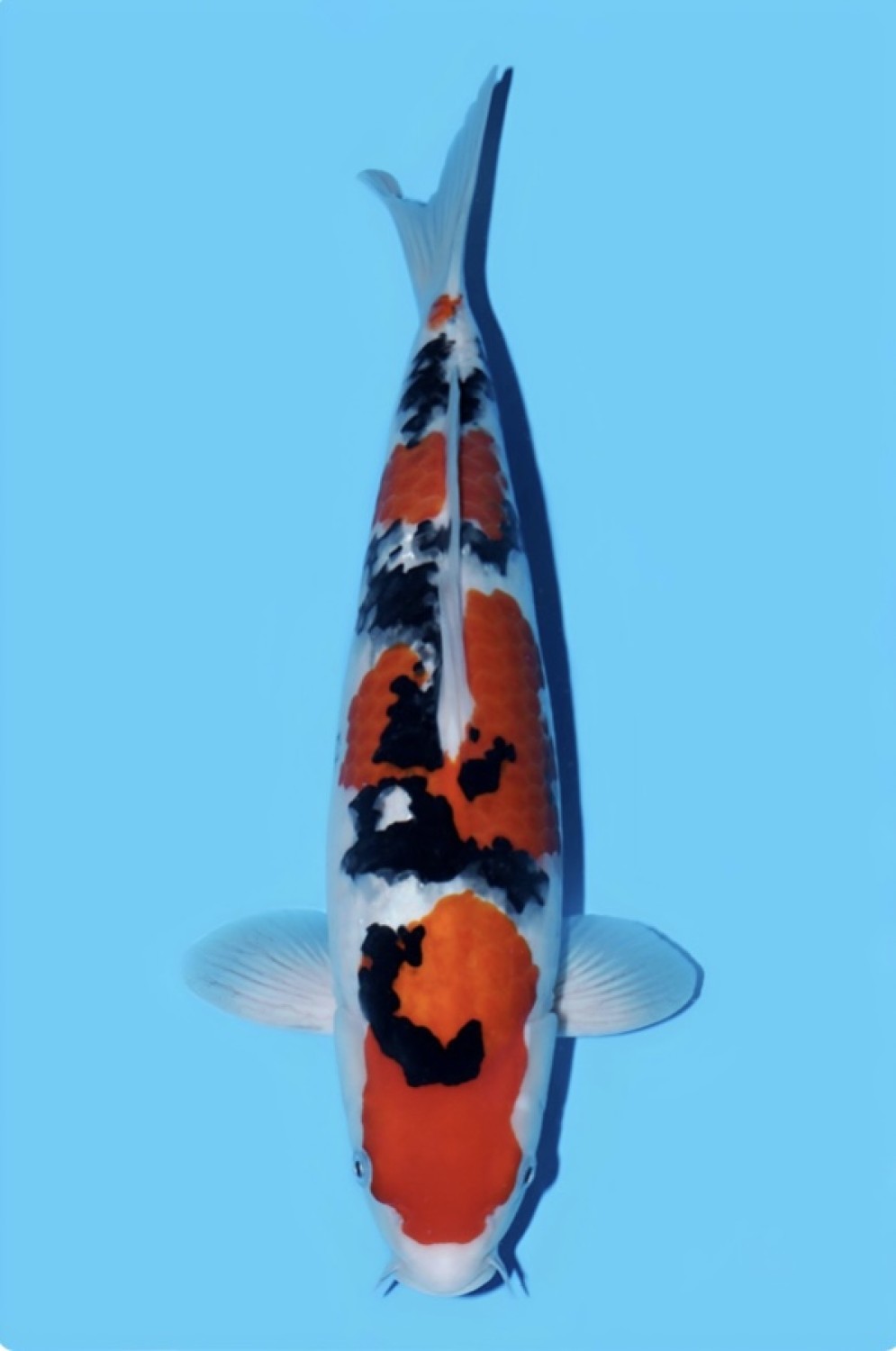 Juara 2
