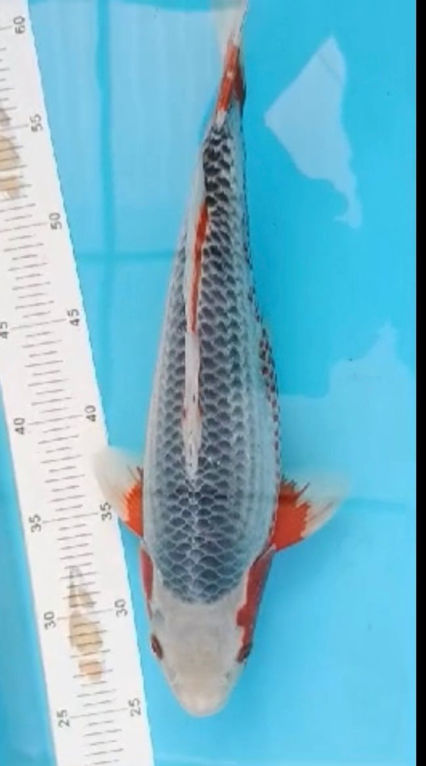 Juara 1